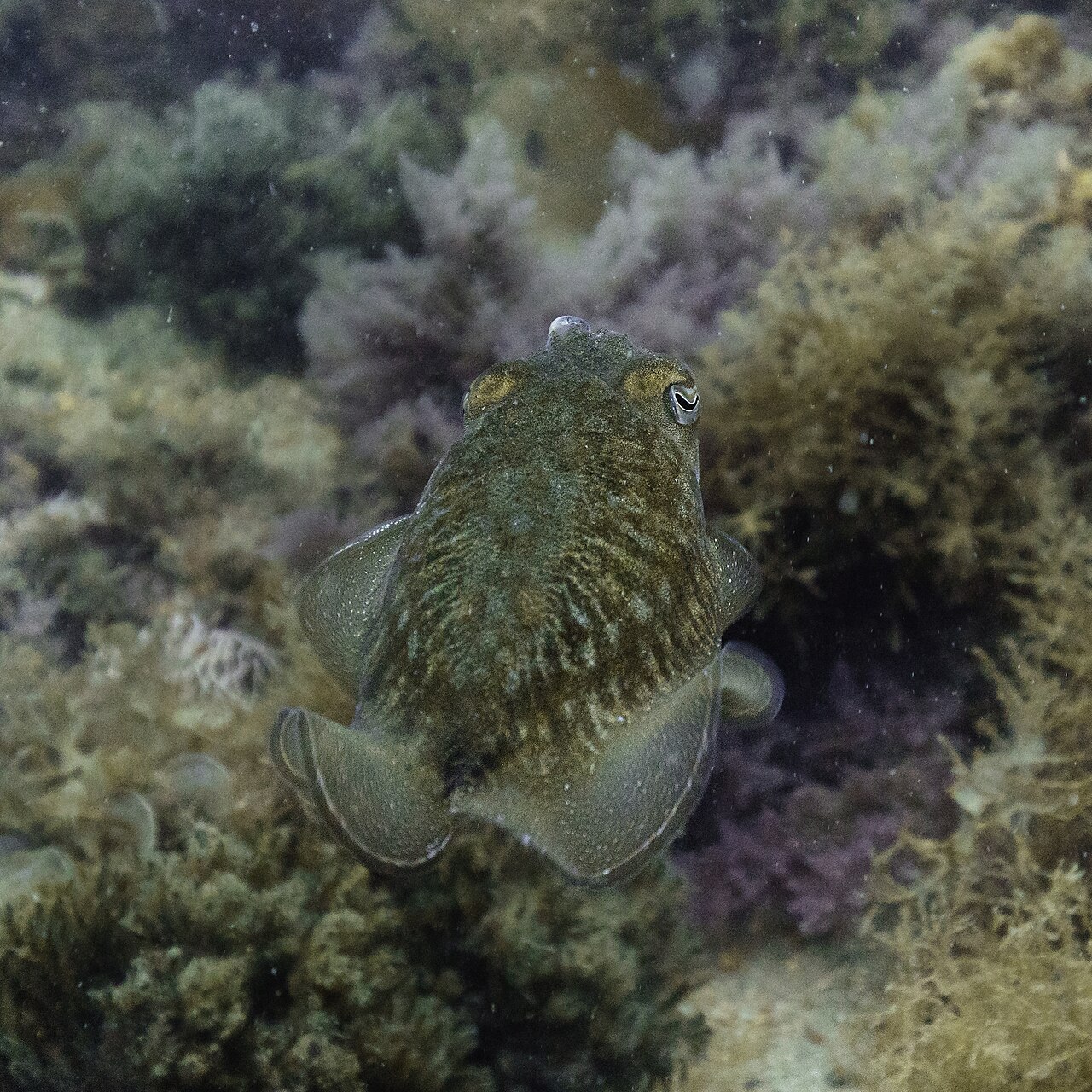 Sepia (Sepia spp.)